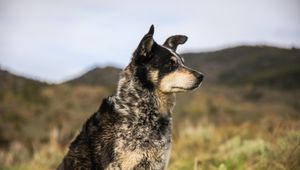 Preview wallpaper dog, muzzle, eyes