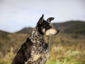 Preview wallpaper dog, muzzle, eyes