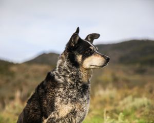 Preview wallpaper dog, muzzle, eyes