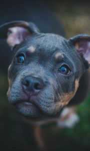 Preview wallpaper dog, muzzle, eyes