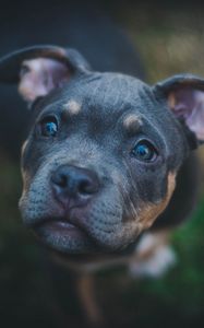 Preview wallpaper dog, muzzle, eyes
