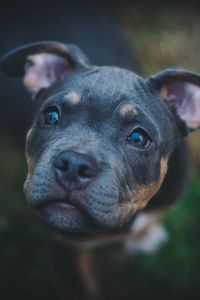 Preview wallpaper dog, muzzle, eyes