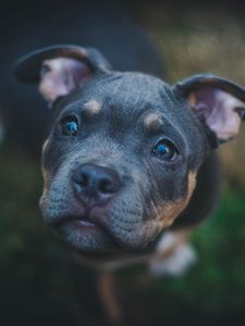Preview wallpaper dog, muzzle, eyes