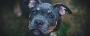 Preview wallpaper dog, muzzle, eyes