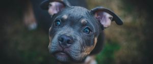 Preview wallpaper dog, muzzle, eyes