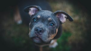 Preview wallpaper dog, muzzle, eyes