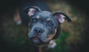 Preview wallpaper dog, muzzle, eyes