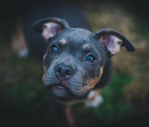 Preview wallpaper dog, muzzle, eyes