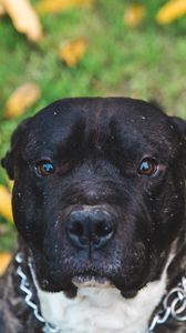 Preview wallpaper dog, muzzle, eyes