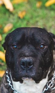 Preview wallpaper dog, muzzle, eyes
