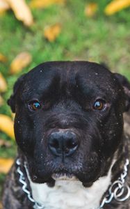Preview wallpaper dog, muzzle, eyes