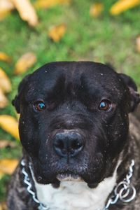 Preview wallpaper dog, muzzle, eyes