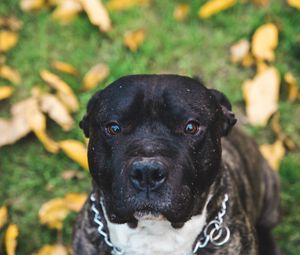 Preview wallpaper dog, muzzle, eyes