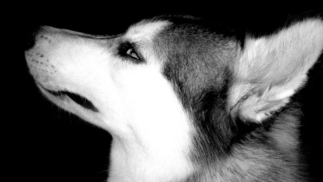 Wallpaper dog, muzzle, eyes, profile, black white