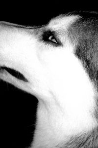 Preview wallpaper dog, muzzle, eyes, profile, black white