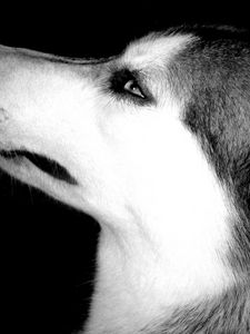 Preview wallpaper dog, muzzle, eyes, profile, black white