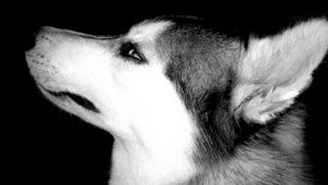 Preview wallpaper dog, muzzle, eyes, profile, black white