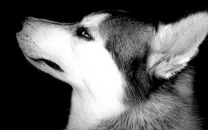 Preview wallpaper dog, muzzle, eyes, profile, black white