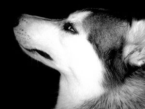 Preview wallpaper dog, muzzle, eyes, profile, black white