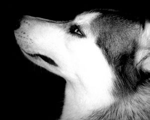 Preview wallpaper dog, muzzle, eyes, profile, black white