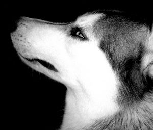 Preview wallpaper dog, muzzle, eyes, profile, black white
