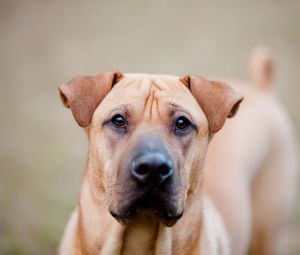 Preview wallpaper dog, muzzle, eyes, rock