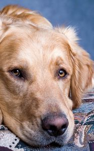 Preview wallpaper dog, muzzle, eyes, sadness