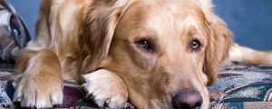 Preview wallpaper dog, muzzle, eyes, sadness