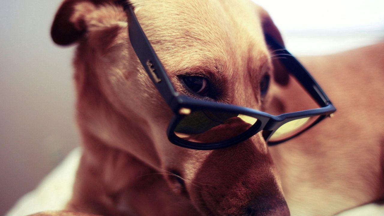 Wallpaper dog, muzzle, eyes, glasses