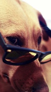 Preview wallpaper dog, muzzle, eyes, glasses