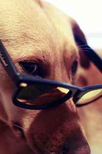 Preview wallpaper dog, muzzle, eyes, glasses