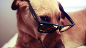Preview wallpaper dog, muzzle, eyes, glasses