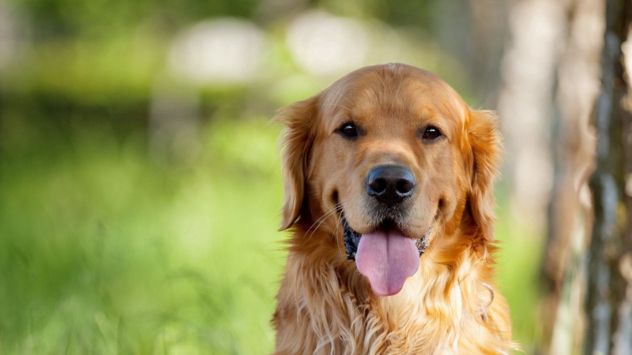 Wallpaper dog, muzzle, eyes, nose, tongue