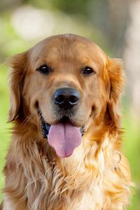 Preview wallpaper dog, muzzle, eyes, nose, tongue