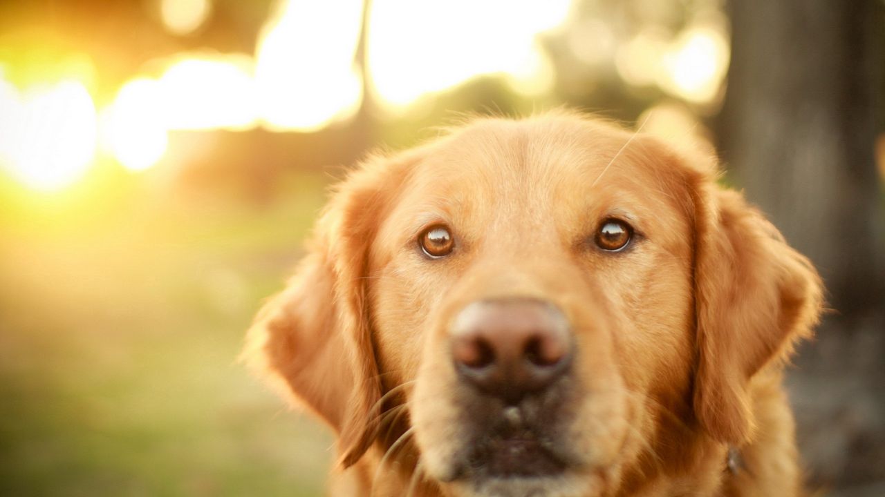 Wallpaper dog, muzzle, eyes, loyalty, sunlight