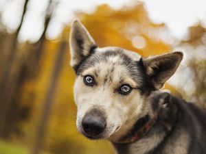 Preview wallpaper dog, muzzle, eyes, sadness, look