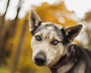 Preview wallpaper dog, muzzle, eyes, sadness, look