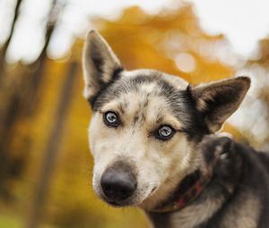 Preview wallpaper dog, muzzle, eyes, sadness, look