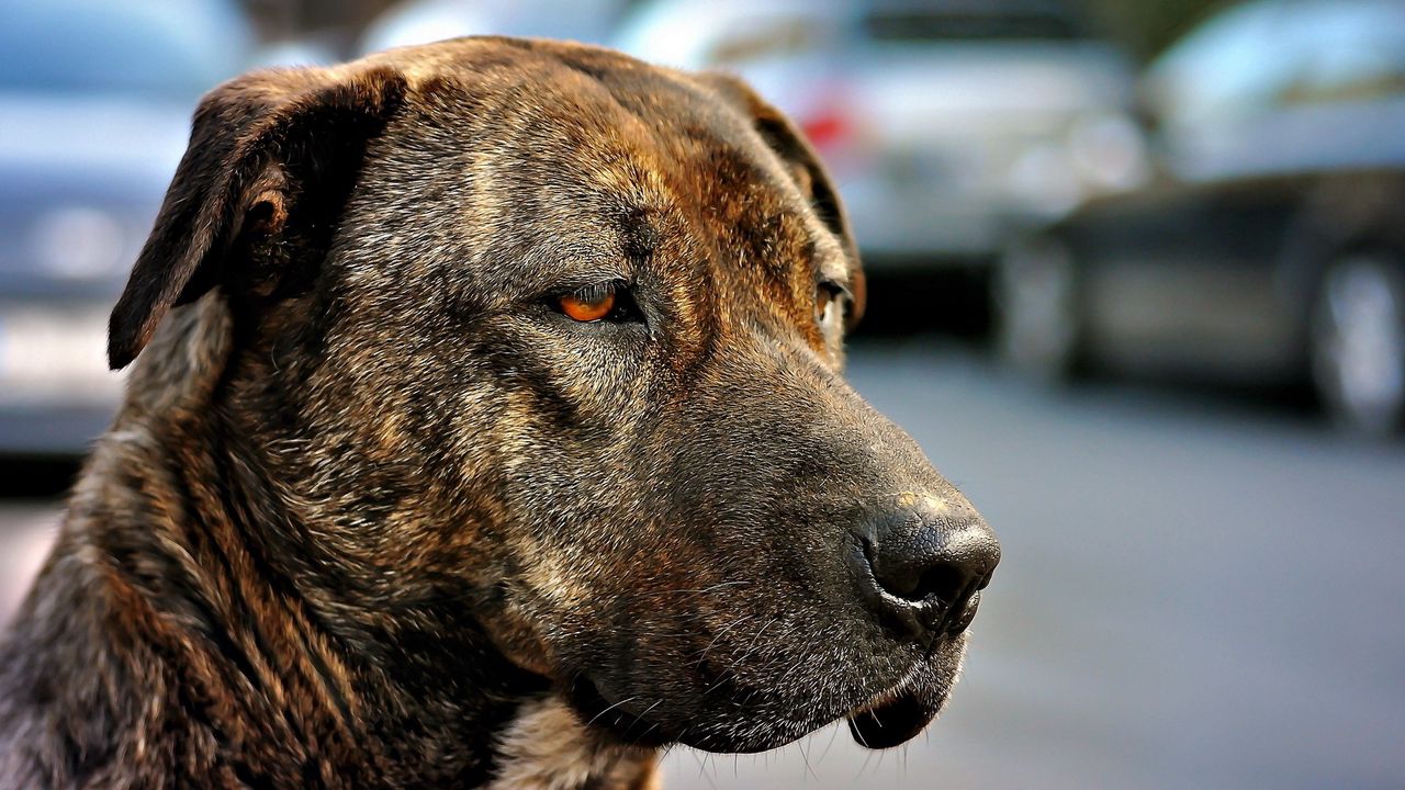 Wallpaper dog, muzzle, eyes, color, sad, sight