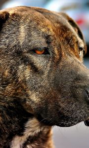 Preview wallpaper dog, muzzle, eyes, color, sad, sight