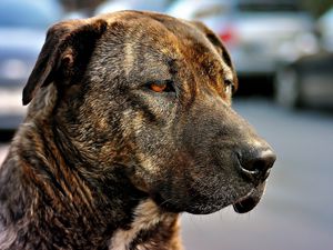 Preview wallpaper dog, muzzle, eyes, color, sad, sight