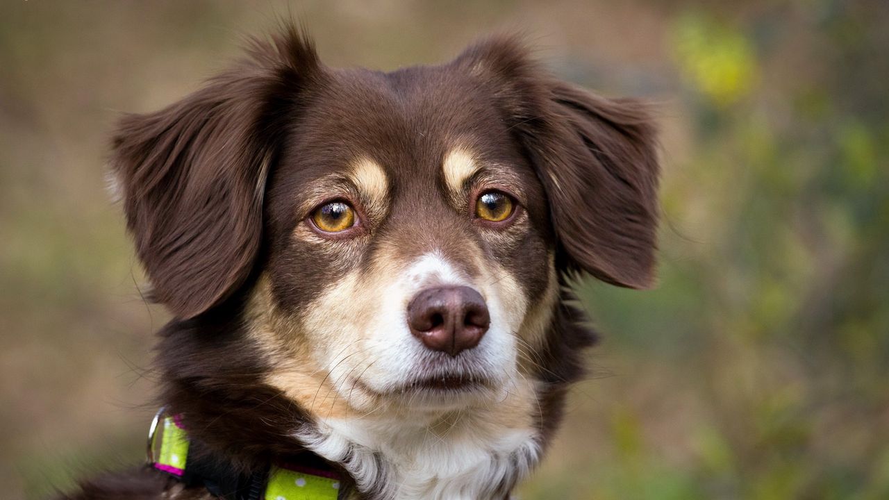 Wallpaper dog, muzzle, eyes, collar