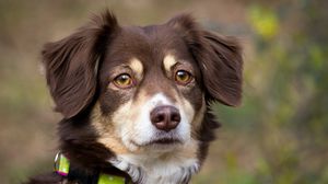 Preview wallpaper dog, muzzle, eyes, collar
