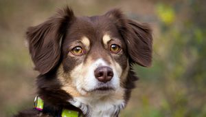 Preview wallpaper dog, muzzle, eyes, collar