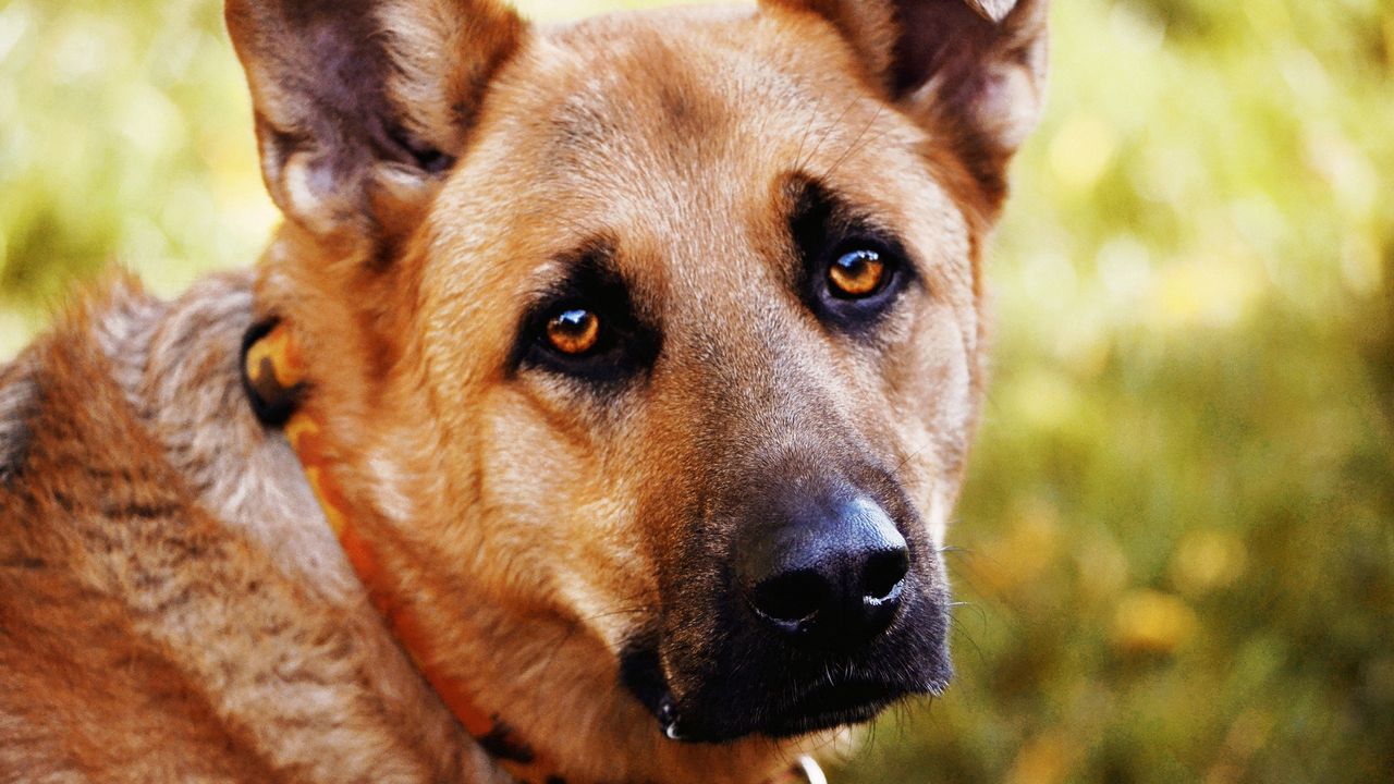 Wallpaper dog, muzzle, eyes, sadness
