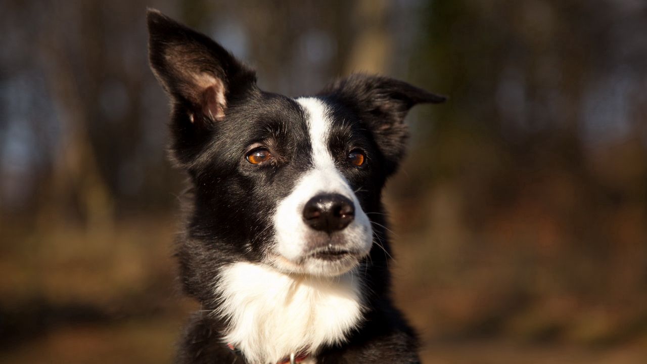 Wallpaper dog, muzzle, eyes, spotted