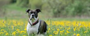 Preview wallpaper dog, muzzle, eyes, grass, flowers