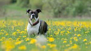 Preview wallpaper dog, muzzle, eyes, grass, flowers