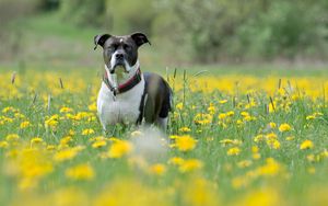 Preview wallpaper dog, muzzle, eyes, grass, flowers