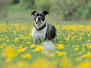 Preview wallpaper dog, muzzle, eyes, grass, flowers